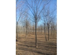白腊4-5公分价格，现货1200株，巴彦淖尔白蜡价格图1