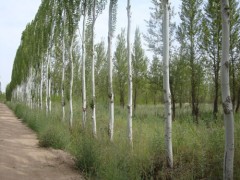 新疆杨（5—6cm 1万株、8cm 3000株）15047090031图1