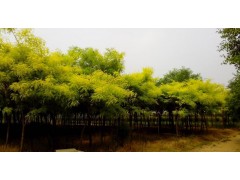 国槐3-7cm2万株、刺槐5-8cm 2万株，15847878125图1