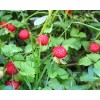 蛇莓/蛇莓/蛇莓种子