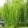 珊瑚柳（地径3cm）宁夏锦润园林绿化工程有限公司