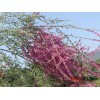 柽柳二年生（营养杯）地径2.3－3cm，高度2－3m，价格18元