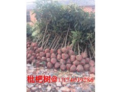 大叶女贞--银杏--水杉等苗木图1