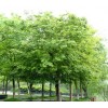 大型朴树 百亩朴树 优质朴树，急售朴树-2017全新朴树报价