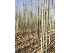 河北杨（2年生30亩），内蒙古河北杨价格15849847168图1