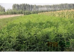 紫穗槐（2年生3亩），赵文光15849847168图1