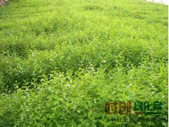 小榆树（1年生1亩），沙海镇信林园苗木合作社15849847168图1