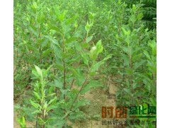 2一3公分苹果树苗6000株，品种黄太平、123、海红子、铃铛红图1