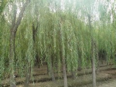 垂柳（3公分及以上5万株）五原苗圃15804781997图1