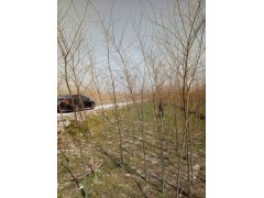 朴树 园林绿化 城市绿化树 公园绿化 道路绿化树 浙江苗木图2