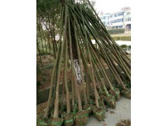 香樟图2
