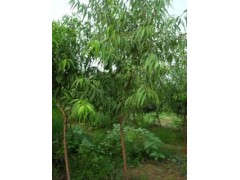 山桃苗1.5—3 公分18000株15947284997图1