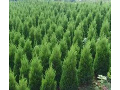 北京桧1-2米3万株，乌拉特中旗南沙苗圃13804787542图1