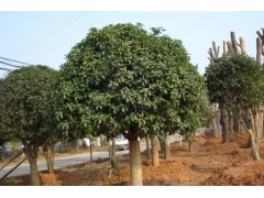 八月桂花小苗（金桂丹桂）：H60 cm 1元；H60-80 cm 1.5元；图1