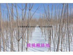 核桃楸图2