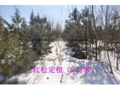 红松2-3米图1