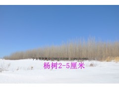 杨树图1