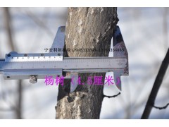 杨树图3