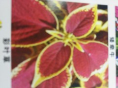 沈阳市苏家屯草花基地段存存图3