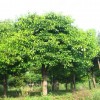 香樟 株洲绿光苗圃 种养和培育新品种苗木