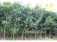 桂花苗 桂花苗量大更优惠 买贵赔差价 桂花苗图1