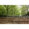 常年供应榉树 米径15公分绿化工程榉树、榉树批发、榉树报价13775158882