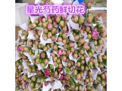 山东观赏芍药鲜切花，重掰芍药鲜切花图2