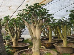 金华市旭忠山茶花专业合作社种植茶花历史悠久、国内外茶花品种200多个、有一支专业嫁接油茶树技术工人、具有十年以上的嫁接经验、有单位和老板想准备把油茶林改造成茶花、请联系本社、让美丽的山茶花开遍中国大地、共同创建绿色家园。