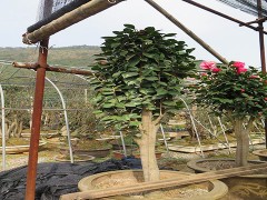 金华市旭忠山茶花专业合作社种植茶花历史悠久、国内外茶花品种200多个、有一支专业嫁接油茶树技术工人、具有十年以上的嫁接经验、有单位和老板想准备把油茶林改造成茶花、请联系本社、让美丽的山茶花开遍中国大地、共同创建绿色家园。