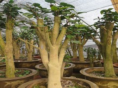 金华市旭忠山茶花专业合作社种植茶花历史悠久、国内外茶花品种200多个、有一支专业嫁接油茶树技术工人、具有十年以上的嫁接经验、有单位和老板想准备把油茶林改造成茶花、请联系本社、让美丽的山茶花开遍中国大地、共同创建绿色家园。