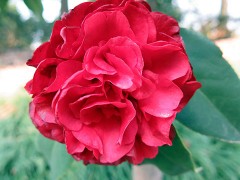 金华市旭忠山茶花专业合作社种植茶花历史悠久、国内外茶花品种200多个、有一支专业嫁接油茶树技术工人、具有十年以上的嫁接经验、有单位和老板想准备把油茶林改造成茶花、请联系本社、让美丽的山茶花开遍中国大地、共同创建绿色家园。