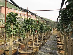 金华市旭忠山茶花专业合作社种植茶花历史悠久、国内外茶花品种200多个、有一支专业嫁接油茶树技术工人、具有十年以上的嫁接经验、有单位和老板想准备把油茶林改造成茶花、请联系本社、让美丽的山茶花开遍中国大地、共同创建绿色家园。