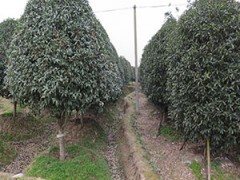 金华市旭忠山茶花专业合作社种植茶花历史悠久、国内外茶花品种200多个、有一支专业嫁接油茶树技术工人、具有十年以上的嫁接经验、有单位和老板想准备把油茶林改造成茶花、请联系本社、让美丽的山茶花开遍中国大地、共同创建绿色家园。