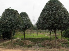 金华市旭忠山茶花专业合作社种植茶花历史悠久、国内外茶花品种200多个、有一支专业嫁接油茶树技术工人、具有十年以上的嫁接经验、有单位和老板想准备把油茶林改造成茶花、请联系本社、让美丽的山茶花开遍中国大地、共同创建绿色家园。