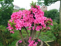 金华市旭忠山茶花专业合作社种植茶花历史悠久、国内外茶花品种200多个、有一支专业嫁接油茶树技术工人、具有十年以上的嫁接经验、有单位和老板想准备把油茶林改造成茶花、请联系本社、让美丽的山茶花开遍中国大地、共同创建绿色家园。
