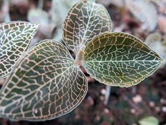 金华市旭忠山茶花专业合作社种植茶花历史悠久、国内外茶花品种200多个、有一支专业嫁接油茶树技术工人、具有十年以上的嫁接经验、有单位和老板想准备把油茶林改造成茶花、请联系本社、让美丽的山茶花开遍中国大地、共同创建绿色家园。