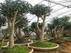 金华市旭忠山茶花专业合作社种植茶花历史悠久、国内外茶花品种200多个、有一支专业嫁接油茶树技术工人、具有十年以上的嫁接经验、有单位和老板想准备把油茶林改造成茶花、请联系本社、让美丽的山茶花开遍中国大地、共同创建绿色家园。