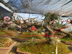 金华市旭忠山茶花专业合作社种植茶花历史悠久、国内外茶花品种200多个、有一支专业嫁接油茶树技术工人、具有十年以上的嫁接经验、有单位和老板想准备把油茶林改造成茶花、请联系本社、让美丽的山茶花开遍中国大地、共同创建绿色家园。