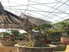 金华市旭忠山茶花专业合作社种植茶花历史悠久、国内外茶花品种200多个、有一支专业嫁接油茶树技术工人、具有十年以上的嫁接经验、有单位和老板想准备把油茶林改造成茶花、请联系本社、让美丽的山茶花开遍中国大地、共同创建绿色家园。