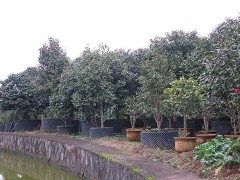 金华市旭忠山茶花专业合作社种植茶花历史悠久、国内外茶花品种200多个、有一支专业嫁接油茶树技术工人、具有十年以上的嫁接经验、有单位和老板想准备把油茶林改造成茶花、请联系本社、让美丽的山茶花开遍中国大地、共同创建绿色家园。