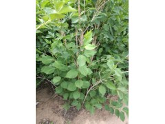 内蒙浩添苗木绿化，丁香供应，丁香苗木批发，内蒙丁香价格15174818159图1