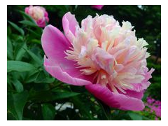 芍药图1