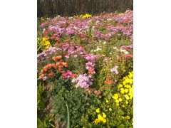 供应各种地被植物宿根花卉，金叶绣线菊报价，13730370352图1