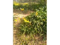 供应各种地被植物宿根花卉，金叶绣线菊报价，13730370352图2