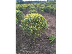 河北金叶水腊球，水蜡球供应，定州瑞达苗木杨康13730370352图1