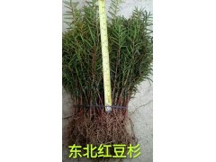 红豆杉苗木供应，个规格的红豆杉，东北红豆杉价格，东北红豆杉行情@永发苗木图1