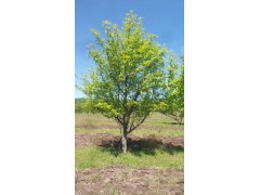 永平专业绿化@常见供应黑龙江绿化苗木/山梨树，图2