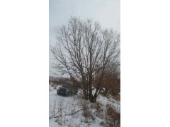 丛生五角枫大量供应，东北五角枫价位、五角枫批发@黑龙江苗木图2