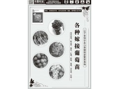 各种嫁接葡萄苗，阳光玫瑰、醉金香、金手指、巨峰、夏黑等@小翠嫁接葡萄苗图1