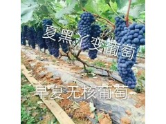 夏黑丫变葡萄图1